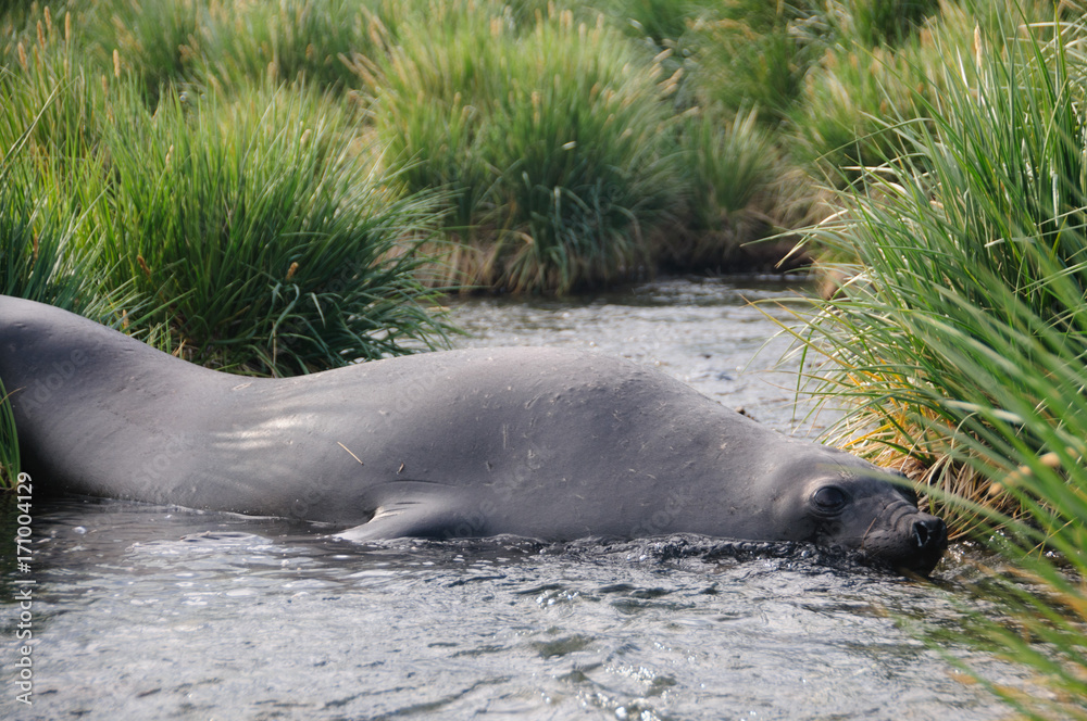 Fototapeta premium King Penguins on Gold Harbour