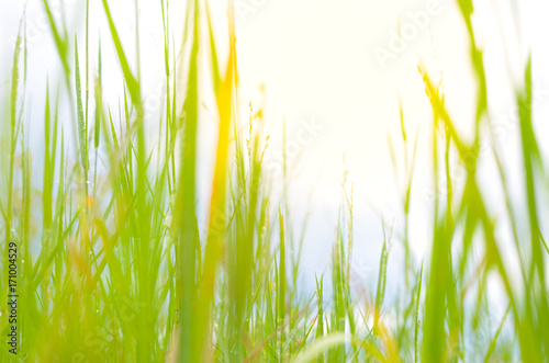 field of grass and sun in morning