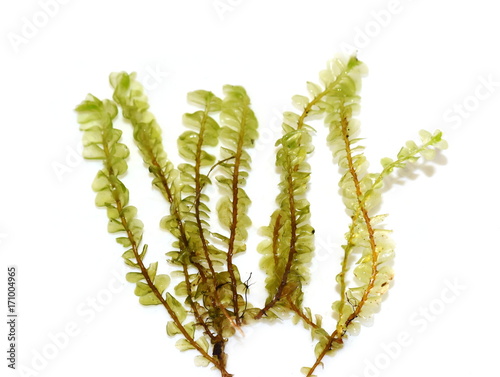 Closeup on the Greater Featherwort  moss Plagiochila asplenioides on white background photo