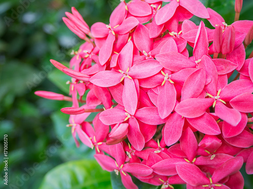 close-up Ixora red spike flower. photo