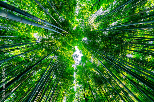Tall bamboo forest