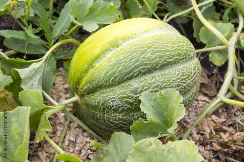 Obraz na płótnie Melon sings on the melon w salonie