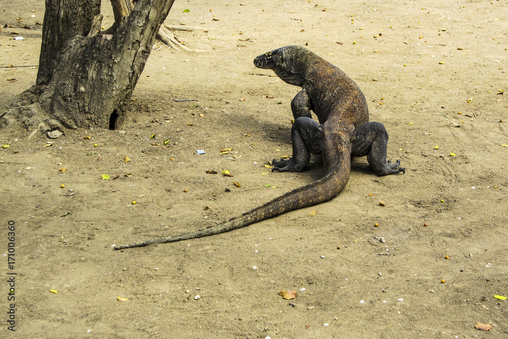 Fototapeta premium Komodo Dragon in Komodo Island National Park, Indonesia