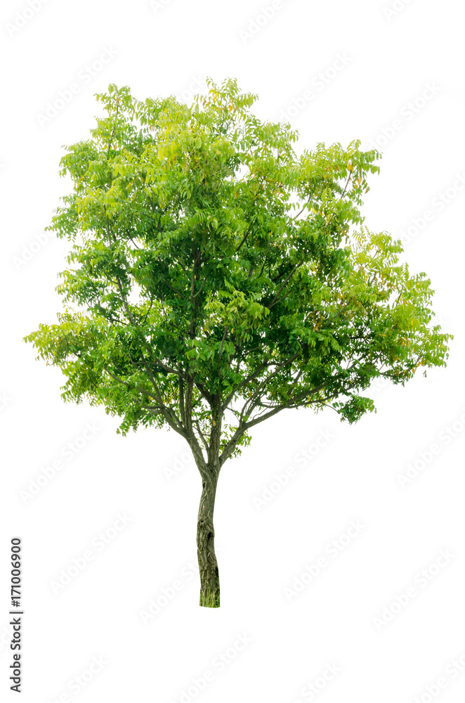 Fototapeta premium tree isolated on white background