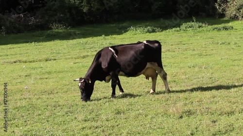 Cow grazing