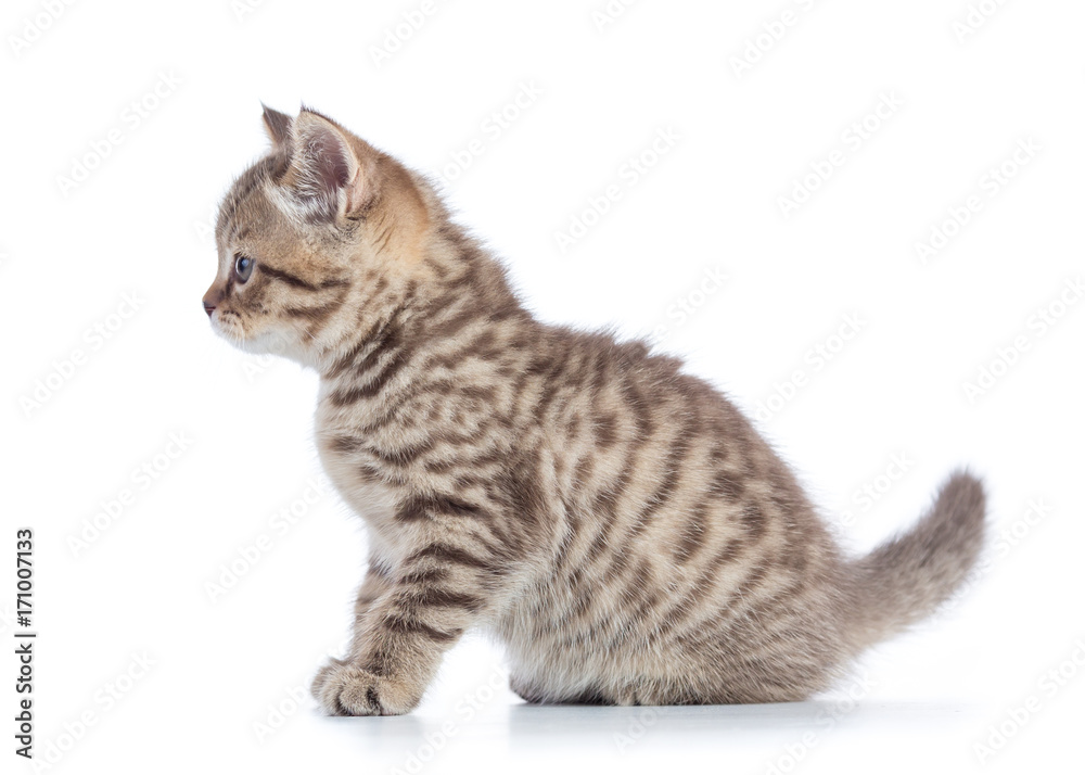 Scottish cat kitten profile side view isolated on white