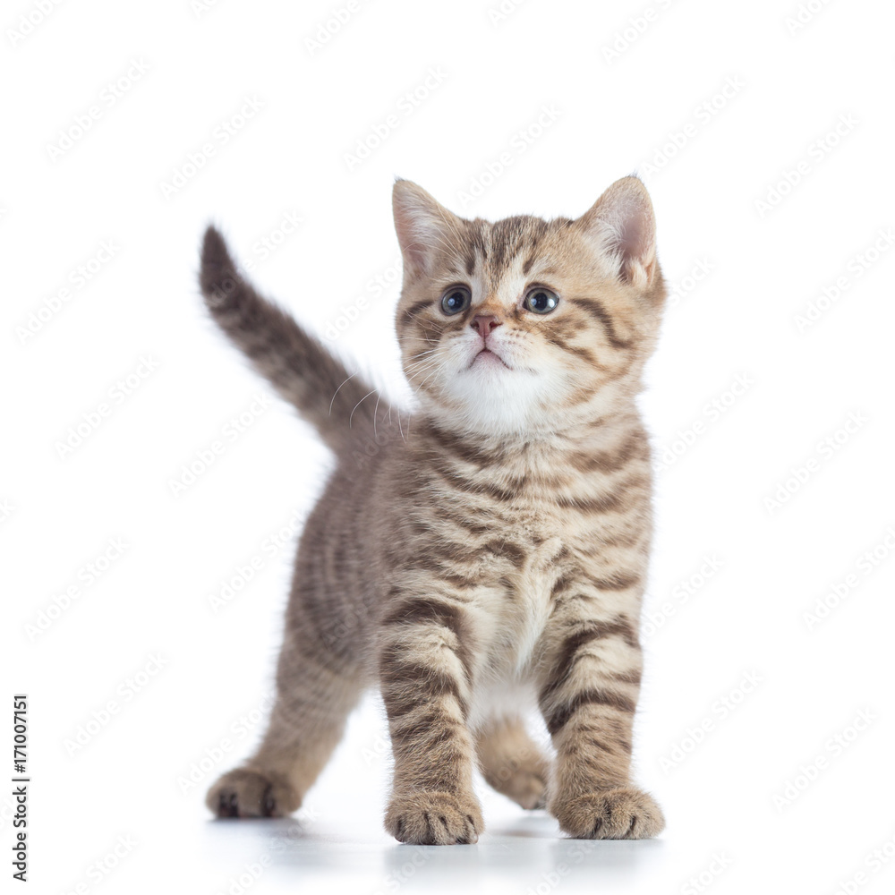 Cute baby tabby kitten isolated on white background