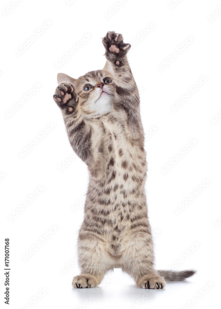 Obraz premium puszysty szary kotek, rasa szkocki prosto, bawiący się na białym tle