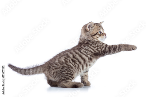 Striped Scottish kitten pure breed with paw stretched out isolated © Oksana Kuzmina
