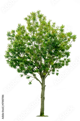 tree isolated on white background