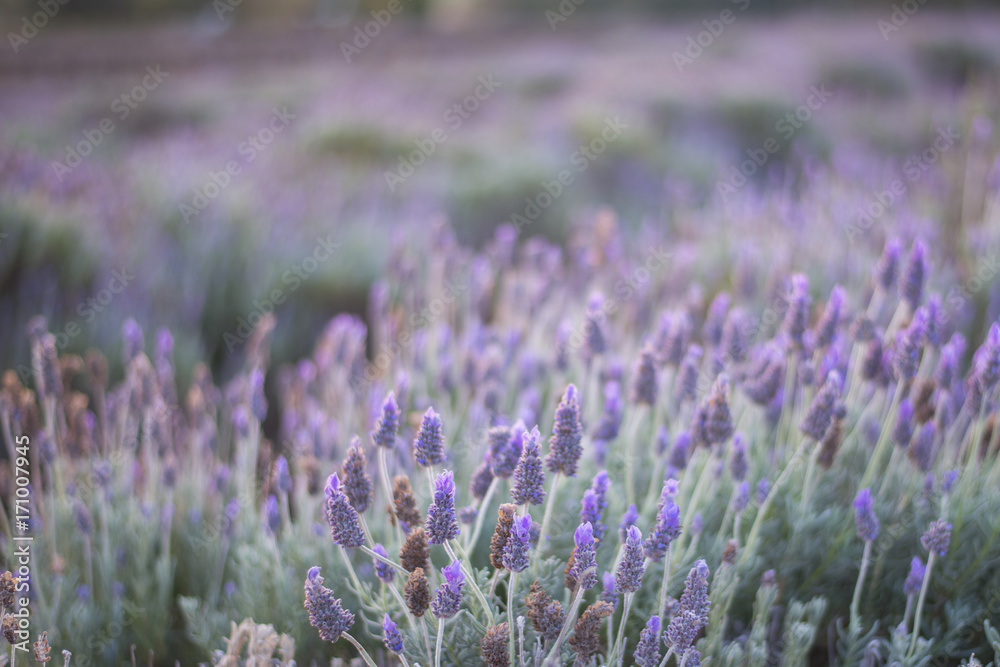 Beautiful deep purple lavender plants in nature.