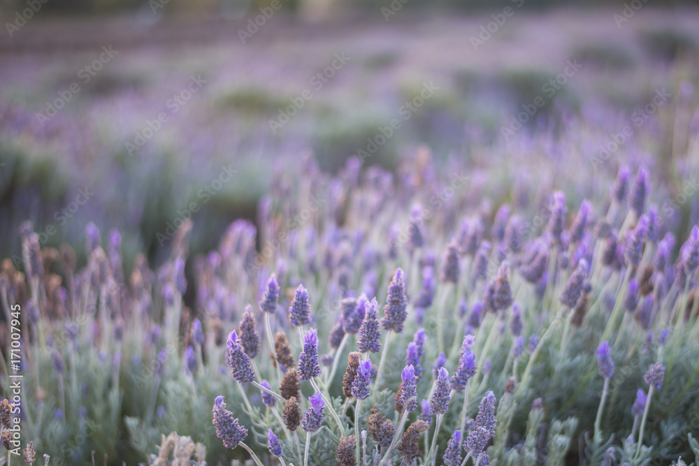 Obraz premium Beautiful deep purple lavender plants in nature.