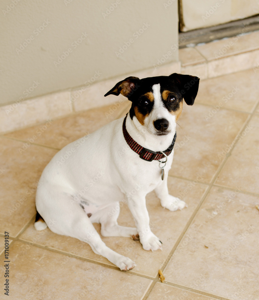 dog sitting on a tile selective focus dog sitting on a tile selective focus
