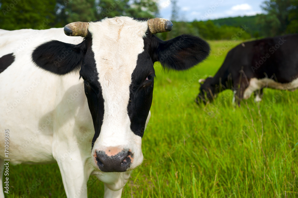 Cow on a summer pasture.