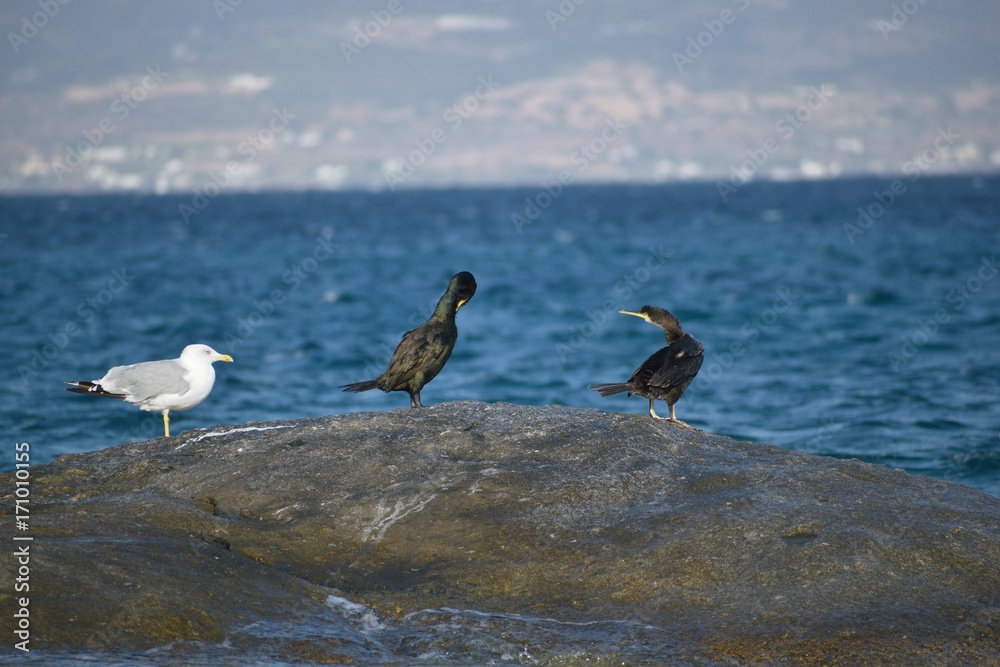 Albatross and great cormorant sharing together the same rock.