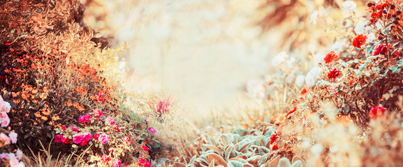 Pretty autumn background of sunny day with various garden or park flowers and fall foliage, banner