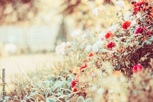 Beautiful flowers garden with roses, outdoor nature background © VICUSCHKA