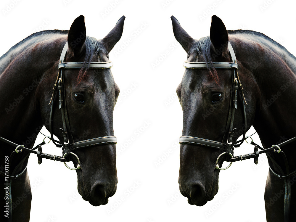 Fototapeta premium Portrait of a black horse isolated and mirrored horizontally on a white background. Beautiful sport horse in black bridle