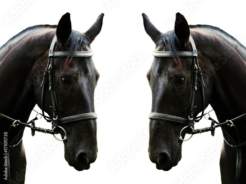 Portrait of a black horse isolated and mirrored horizontally on a white background. Beautiful sport horse in black bridle