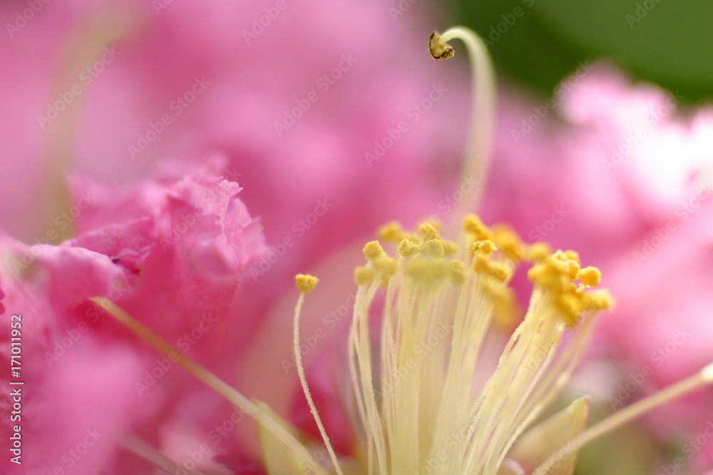 サルスベリの花 サルスベリの花