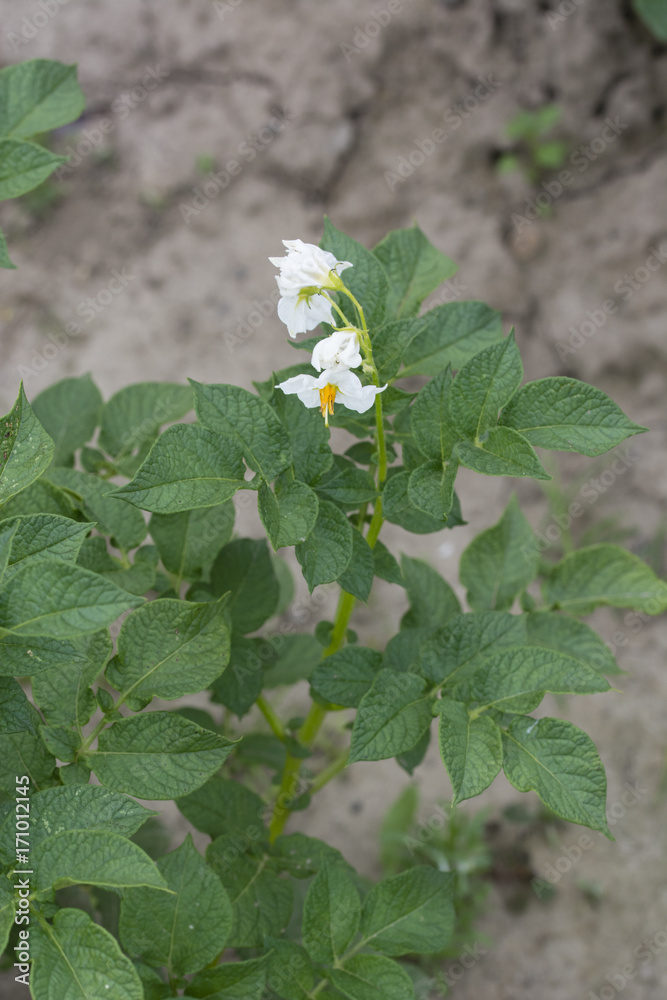 Obraz premium White flowers of potatoes with green leaves.