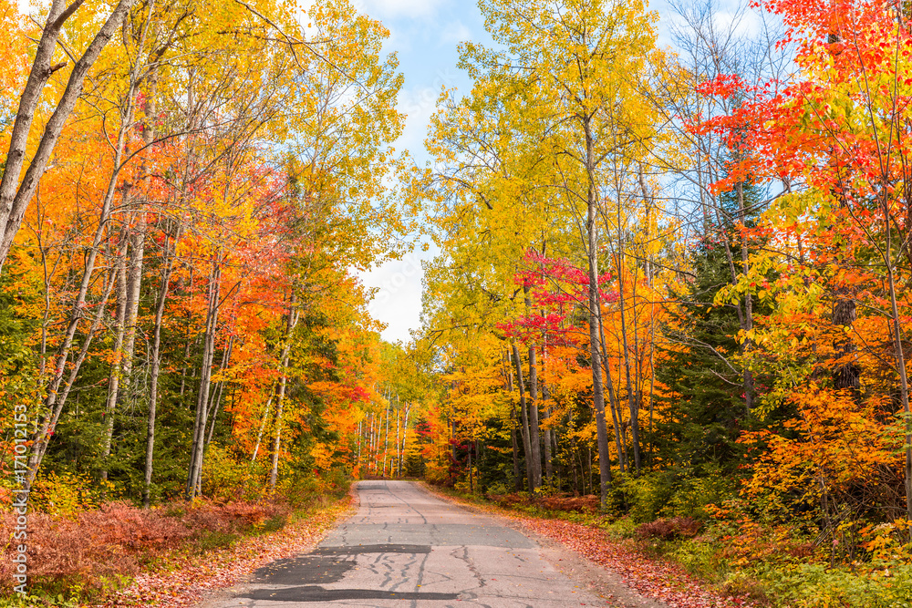 Road through the wood with autumn colorful foliage in Canada