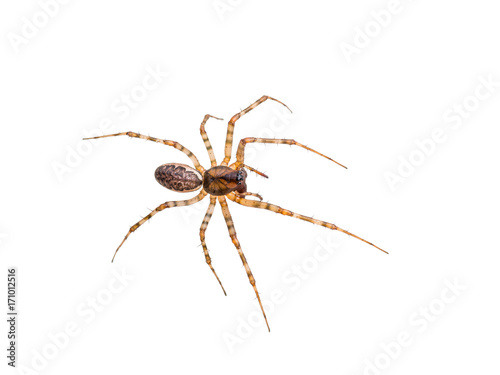 Long-Legged Crawling Spider Isolated on White