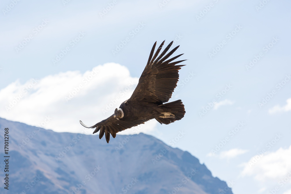 Fototapeta premium Condor
