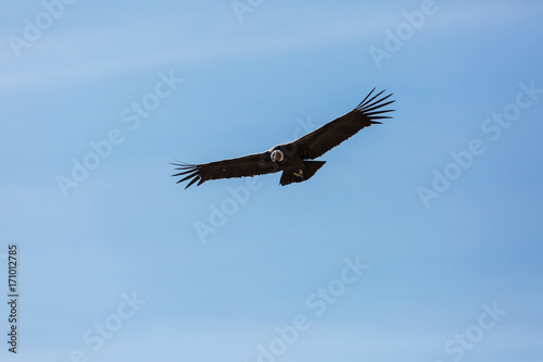 Condor