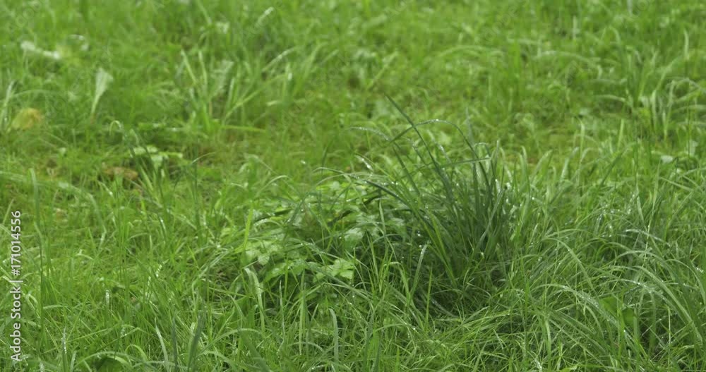 Slow motion handheld of summer rain falls on grass Slow motion handheld of summer rain falls on grass