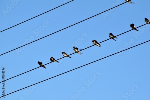 Swallows sit up on electric cables.