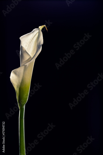 Fototapeta Naklejka Na Ścianę i Meble -  Single beautiful white Calla lily flower isolated on a black background