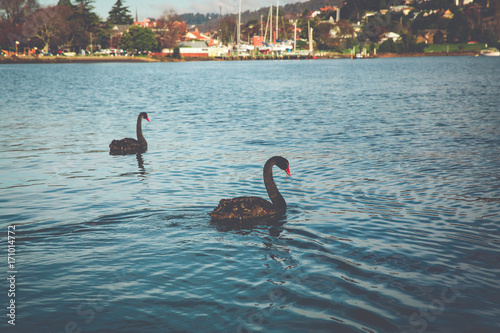 Black Swans - River Tamar - Launceston, Tasmania, Australia