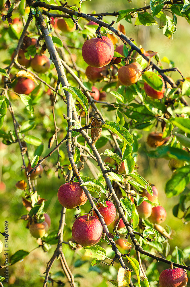 Red apples grow on the branches with leaves Red apples grow on the branches with leaves