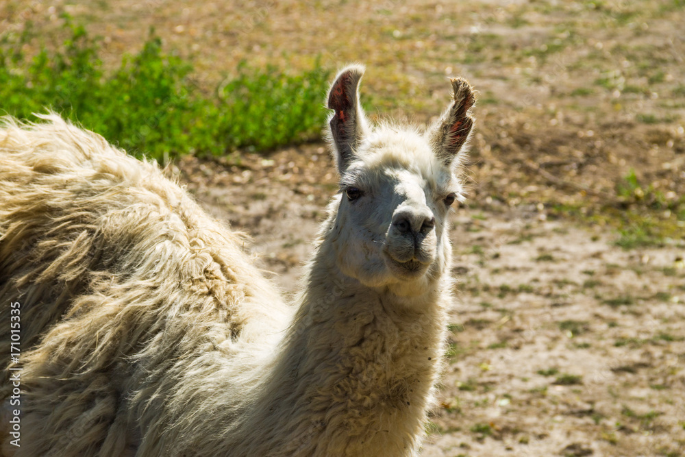 Portrait of a white lama