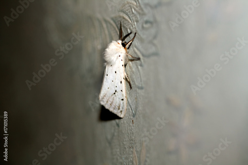 White fluffy moth. Insect flying butterfly Macro photo