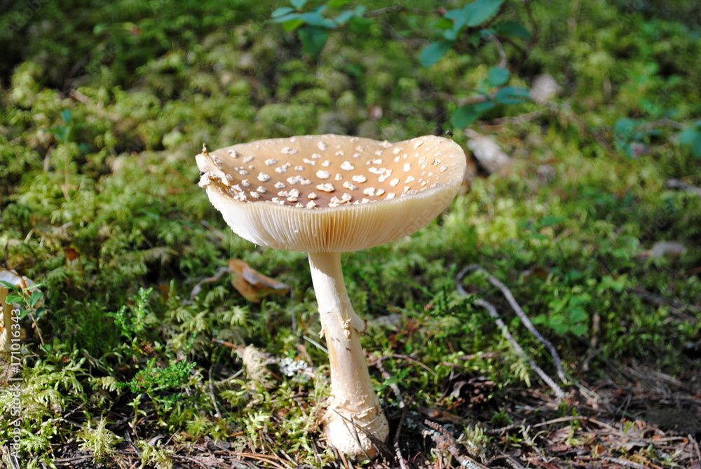Königs-Fliegenpilz Königs-Fliegenpilz