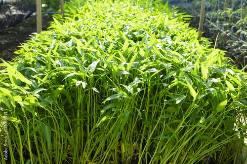 green water spinach plants in vegetable garden.