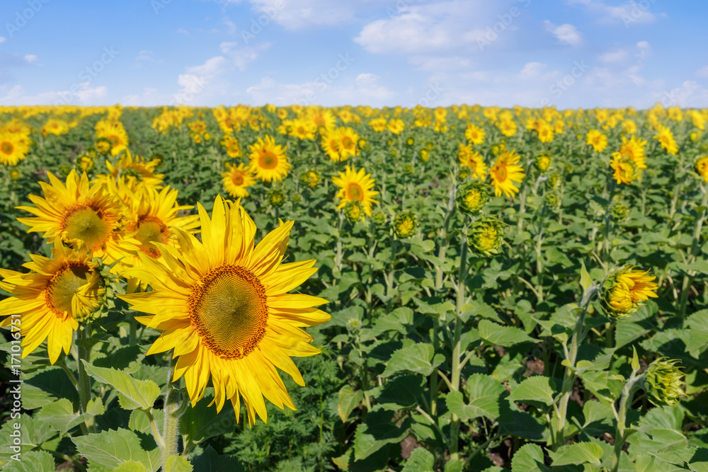 Fototapeta premium blooming sunflower field
