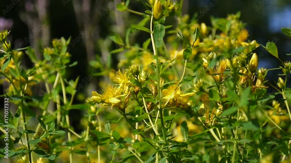 St. John's wort, medicinal plant with flower in the field in summer close up. St. John's wort, medicinal plant with flower in the field in summer close up.