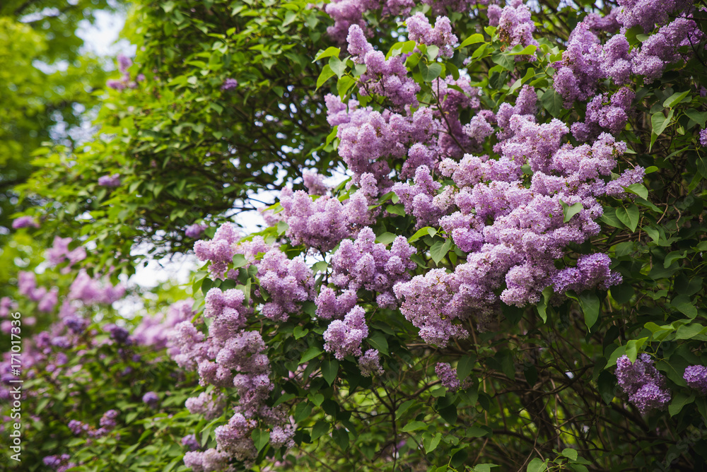 blooming branches of lilac