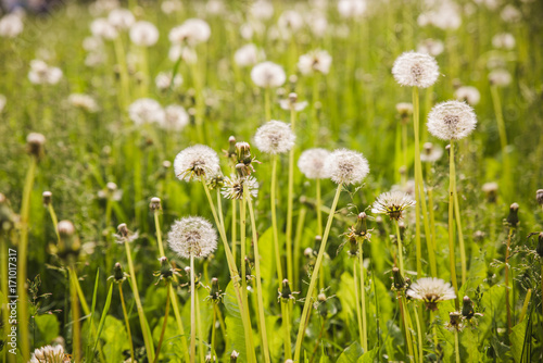 white dandelions on green background