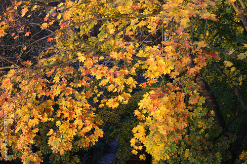 Foliage of bright yellow autumn maple tree