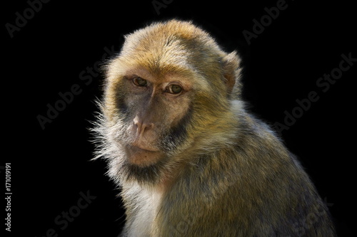 monkey portrait isolated on black background