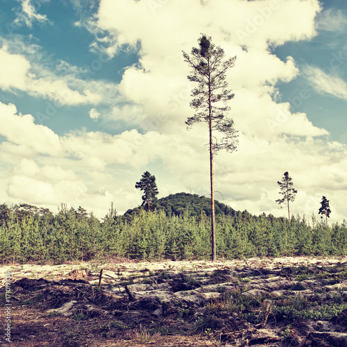 Nature of czech tourist area Macha's land with pine and Borny hill in summer holidays photo