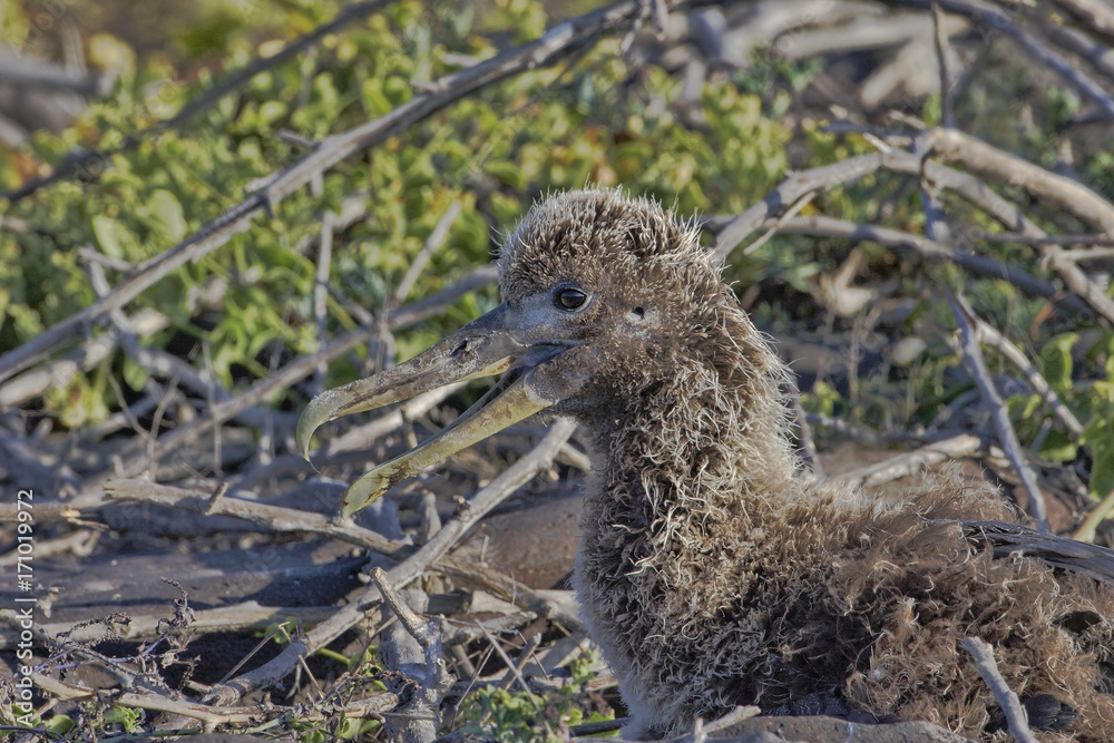 Fototapeta premium Waved Albatross (Phoebastria irrorata), Punta Suarez, Espanola, Galapagos Islands