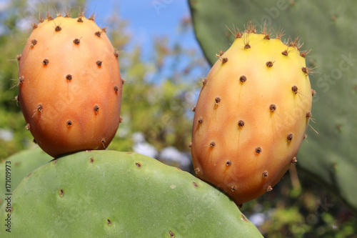 Green orange cactus prickly pear. photo