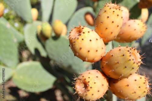 Green orange cactus prickly pear. photo
