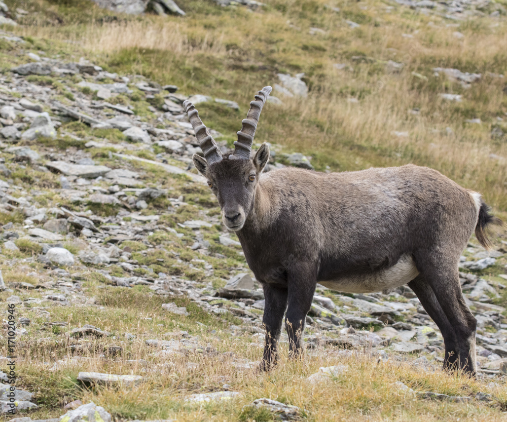 Alpine Ibex