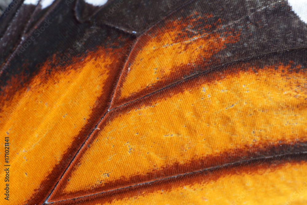 Fototapeta premium close up of butterfly wing texture